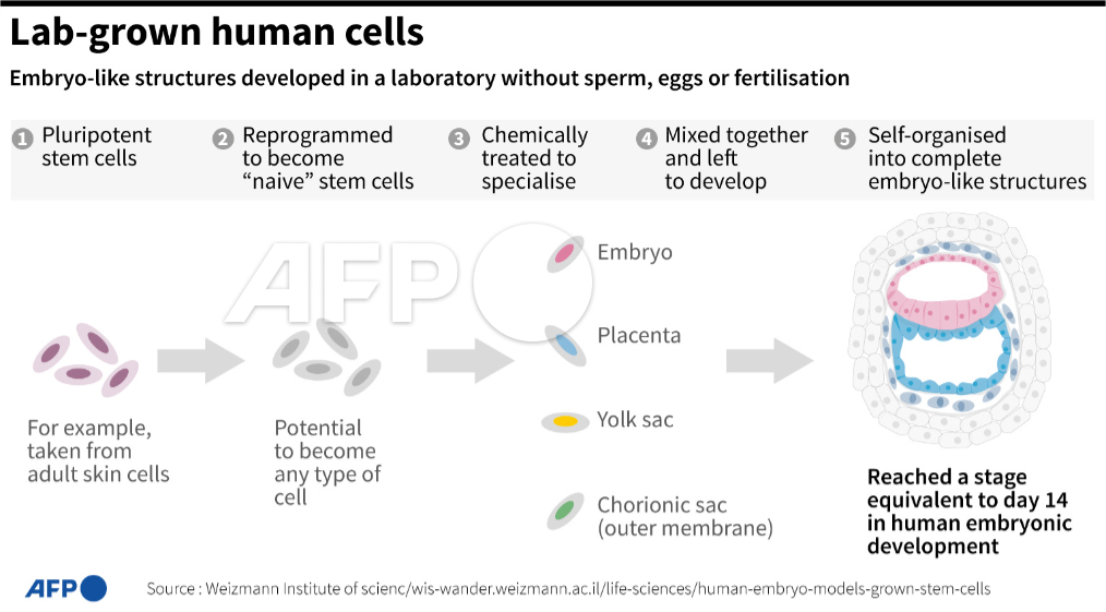 Embryonic Skin Development Human Embryo From Skin Cells